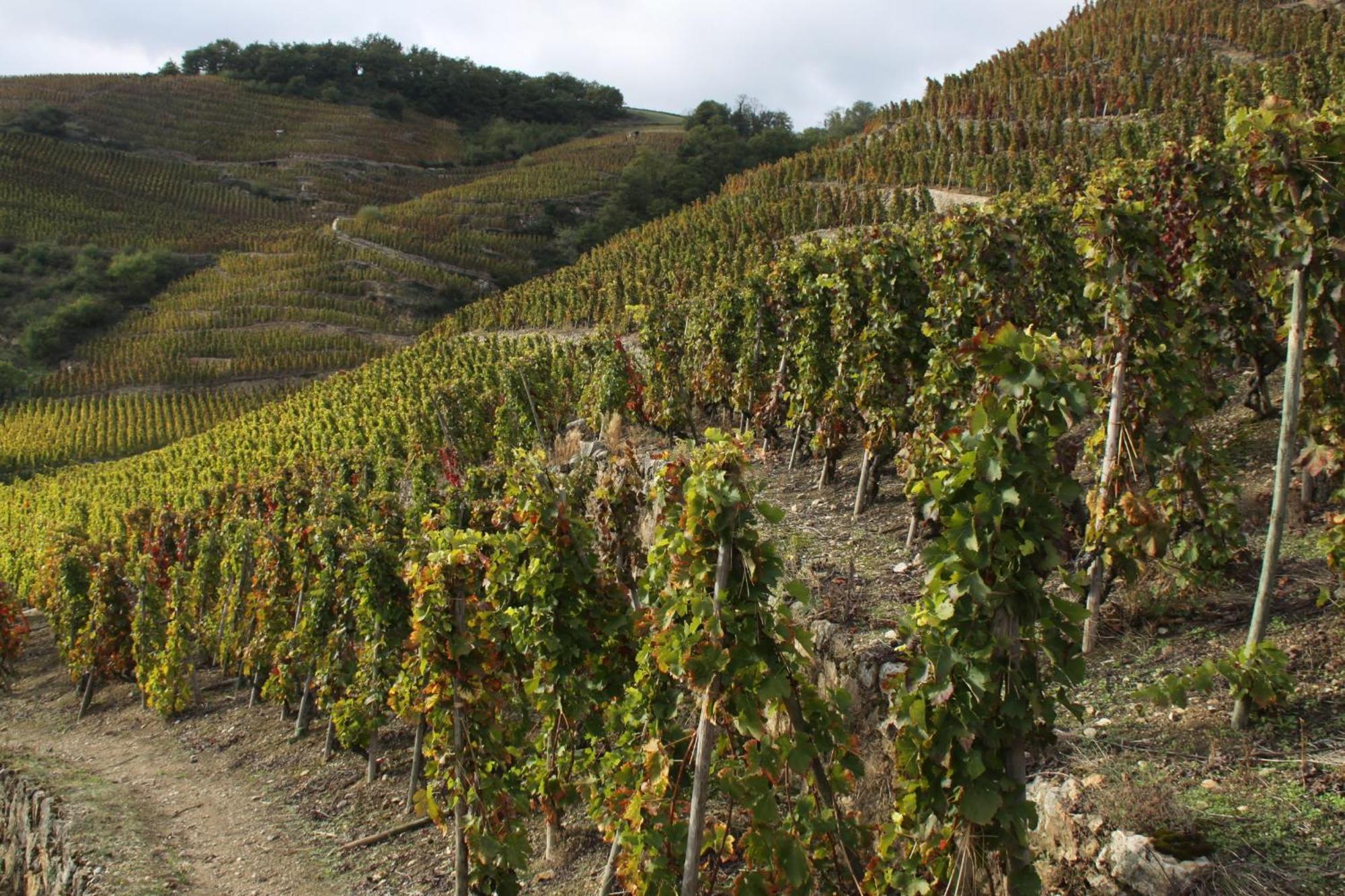 Hotel Le Domaine Des Vignes Ampuis Lyon Sud Vienne Kültér fotó