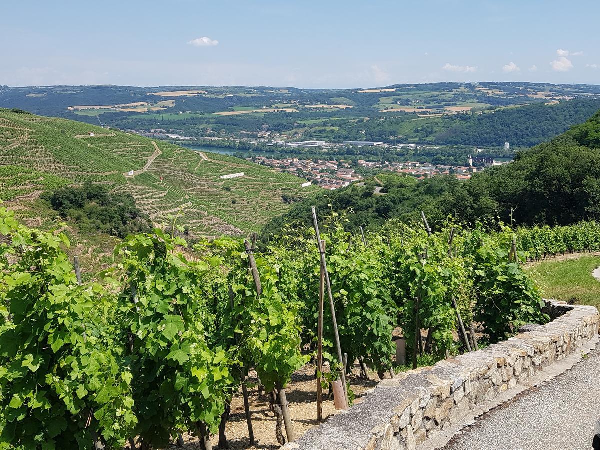 Hotel Le Domaine Des Vignes Ampuis Lyon Sud Vienne Kültér fotó